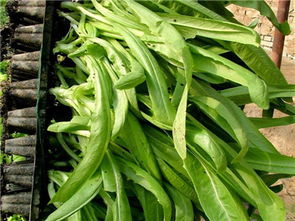 中農(nóng)共信有機(jī)瓜菜工廠加盟費(fèi)多少 國(guó)家有沒(méi)有資金補(bǔ)助